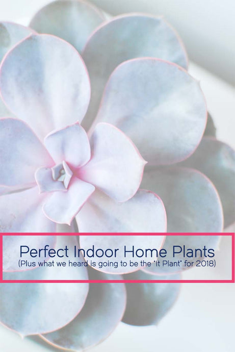 Best Indoor Home Plants